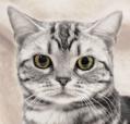 Patricia Ridenour_Beyonce_American Shorthair_TICA_cat breeds